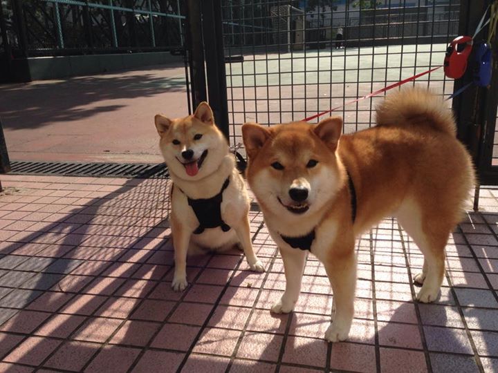 校园足球赛事促进学生全面发展，开展校园足球的可行性