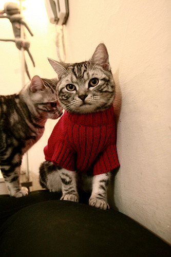 万乐天完美入水赢得喝彩，万乐游乐