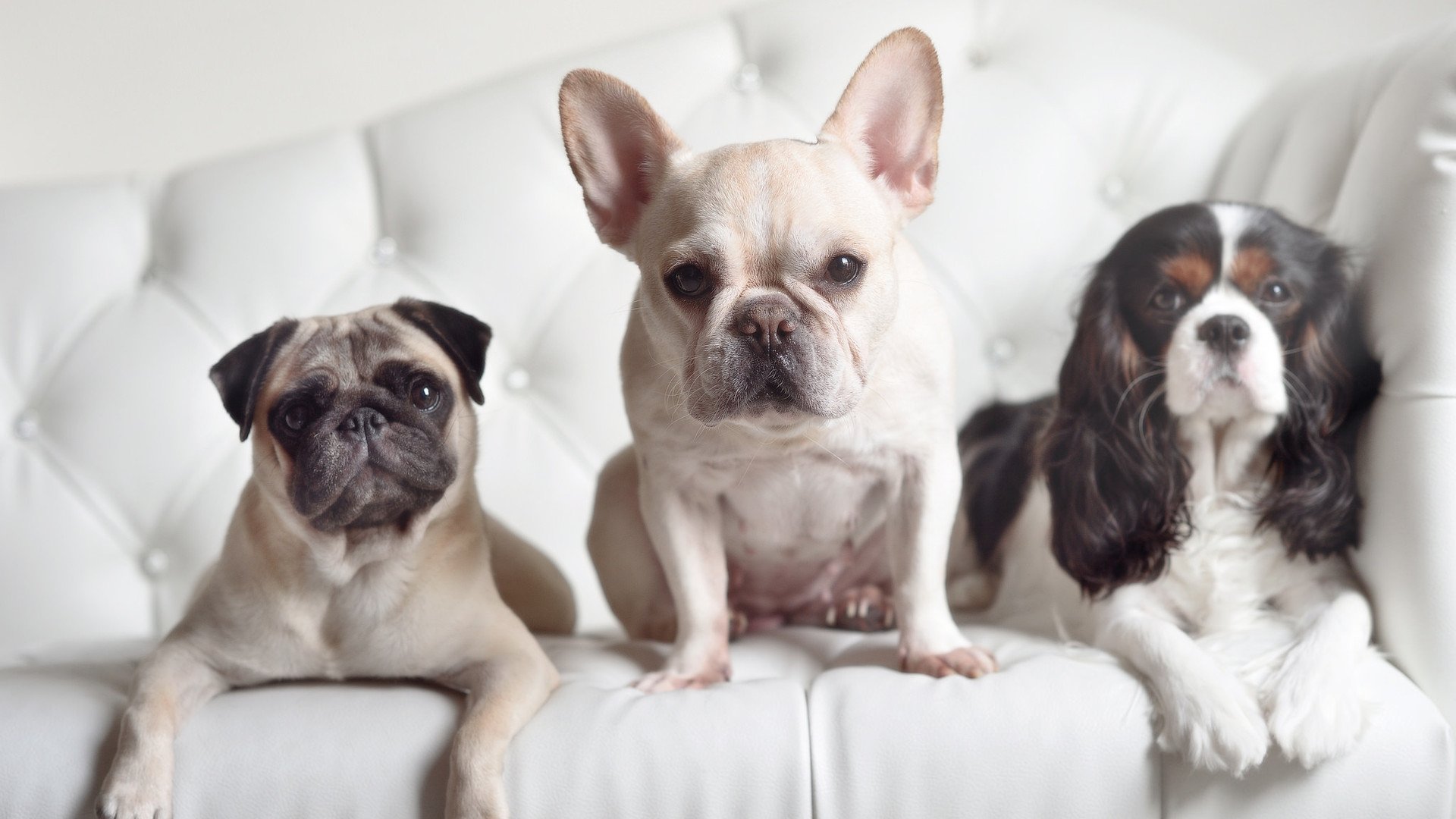 中国足球俱乐部推动球员技术指标可视化平台，足球数据可视化