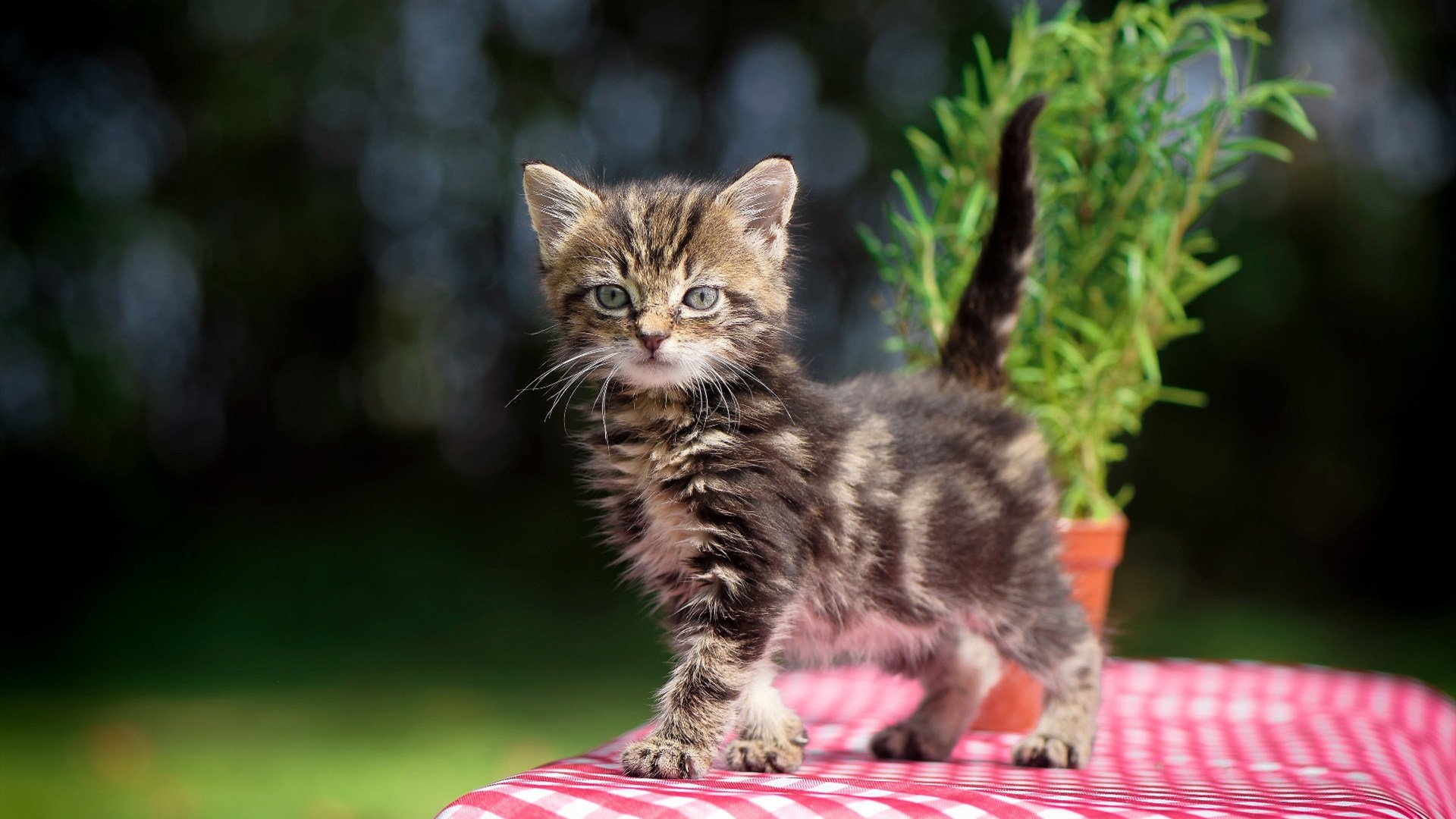 李冰洁对决奥卡拉汉 全程紧咬不放，李冰洁奥运会参赛项目