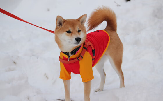 沃尔什50米蝶泳创赛会最佳成绩，沃尔50佳球视频