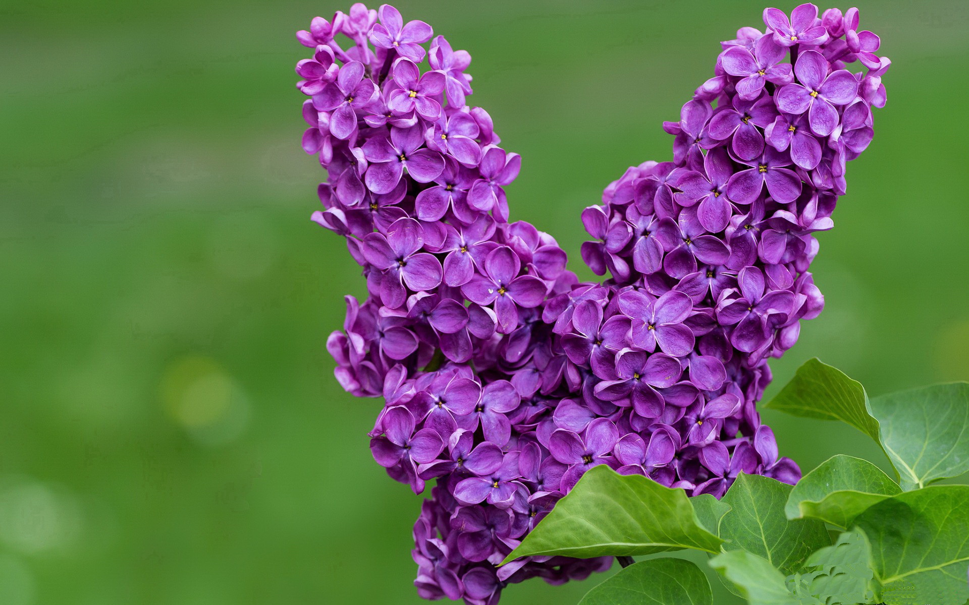 艾比·德尔福：为南非队提供坚实防线，确保零失球纪录，艾比·莱德·弗特